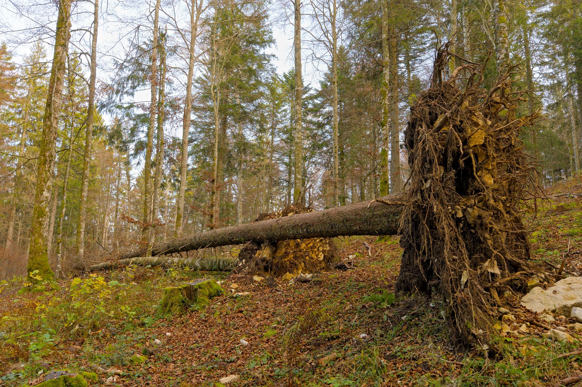 Enlèvement arbre urgence équipe à Illkirch-Graffenstaden